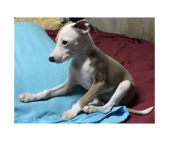 Italian greyhound puppy for sale