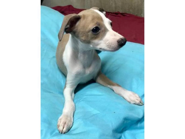 Italian greyhound puppy for sale in New York, New York - Puppies for Sale Near Me