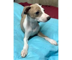 Italian greyhound puppy for sale - 5