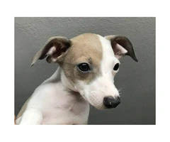 Italian greyhound puppy for sale - 7