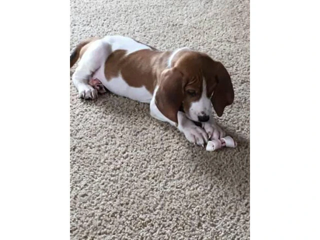 8 week old pure walker red tick hound for sale - 1/7