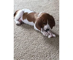 8 week old pure walker red tick hound for sale