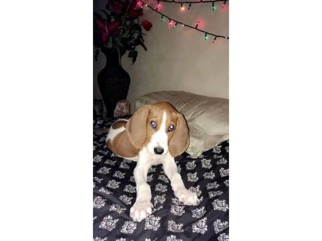 8 week old pure walker red tick hound for sale - 2/7