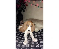 8 week old pure walker red tick hound for sale - 2