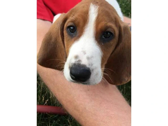 8 week old pure walker red tick hound for sale - 3/7