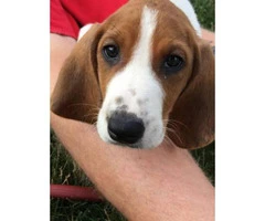 8 week old pure walker red tick hound for sale - 3