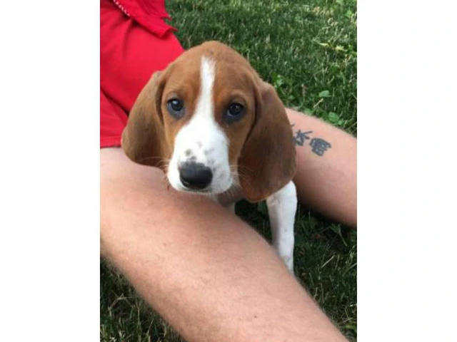 8 week old pure walker red tick hound for sale - 4/7