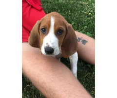 8 week old pure walker red tick hound for sale - 4