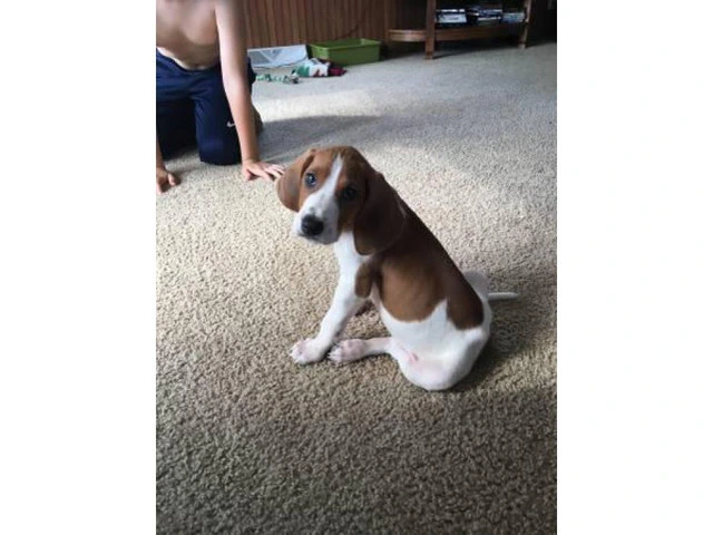 8 week old pure walker red tick hound for sale - 5/7