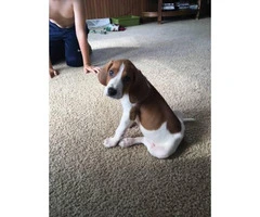 8 week old pure walker red tick hound for sale - 5