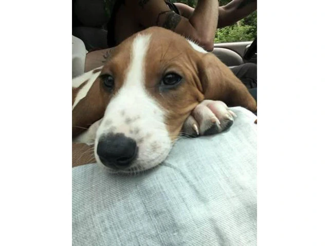 8 week old pure walker red tick hound for sale - 6/7