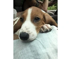 8 week old pure walker red tick hound for sale - 6