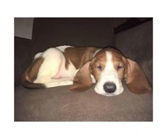 8 week old pure walker red tick hound for sale - 7
