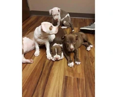 Very beautiful 7 week old pitbull puppies - 2