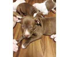 Very beautiful 7 week old pitbull puppies - 3