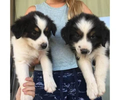 Purebred registered Aussie puppies ready for to find their new homes
