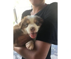 Purebred registered Aussie puppies ready for to find their new homes - 2