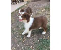 Purebred registered Aussie puppies ready for to find their new homes - 3