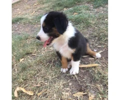 Purebred registered Aussie puppies ready for to find their new homes - 4