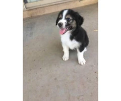 Purebred registered Aussie puppies ready for to find their new homes - 5