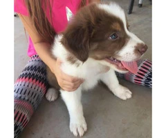 Purebred registered Aussie puppies ready for to find their new homes - 6