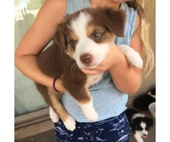 Purebred registered Aussie puppies ready for to find their new homes - 7