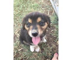 Purebred registered Aussie puppies ready for to find their new homes - 8