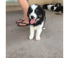 Purebred registered Aussie puppies ready for to find their new homes - 9