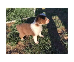 Purebred registered Aussie puppies ready for to find their new homes - 10
