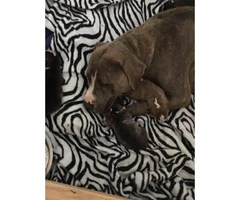 Beautiful brindle Pitbull mix Aussie for sale - 5