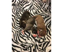 Beautiful brindle Pitbull mix Aussie for sale - 6