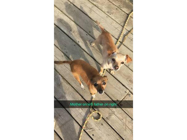 Adorable 8 week old chihuahua puppies ready for rehome in