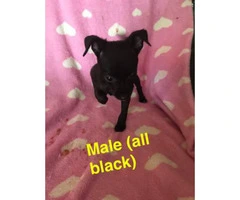 Adorable 8 week old chihuahua puppies ready for rehome - 4