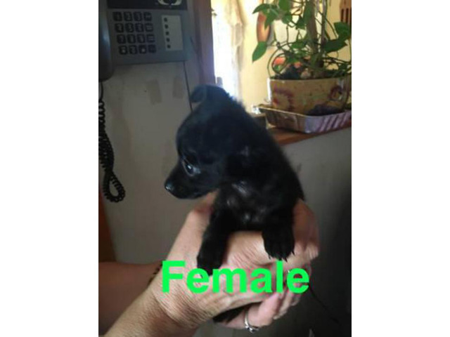 Adorable 8 week old chihuahua puppies ready for rehome in