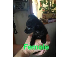 Adorable 8 week old chihuahua puppies ready for rehome - 5