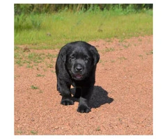 Lovely Akc registered Labrador pups - 2