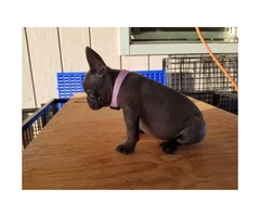 One blue female frenchie puppy available