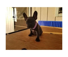 One blue female frenchie puppy available - 2