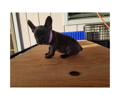 One blue female frenchie puppy available - 4