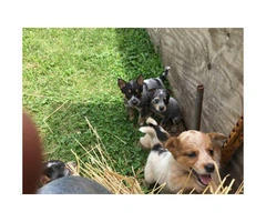 My blue heeler puppies wanting new homes