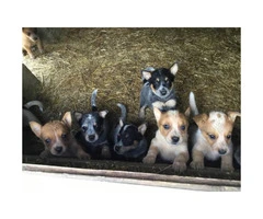 My blue heeler puppies wanting new homes - 7