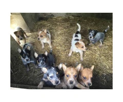 My blue heeler puppies wanting new homes - 8