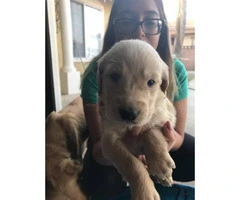 Full breed Akc Golden retriever - only 3 females and 1 male stays - 1