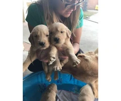 Full breed Akc Golden retriever - only 3 females and 1 male stays - 2