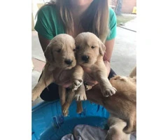 Full breed Akc Golden retriever - only 3 females and 1 male stays - 3