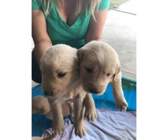 Full breed Akc Golden retriever - only 3 females and 1 male stays - 4