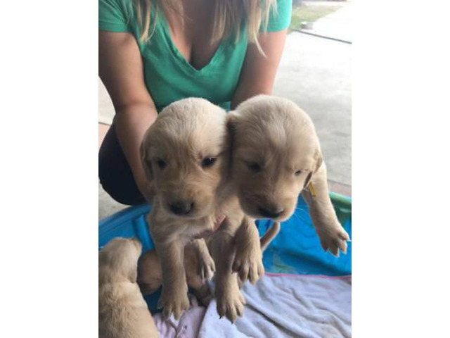 Full breed Akc Golden retriever - only 3 females and 1 male stays in Irvine, California ...