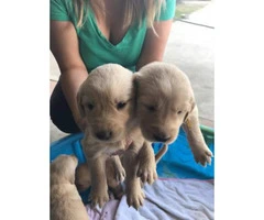 Full breed Akc Golden retriever - only 3 females and 1 male stays - 5