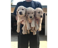 Full breed Akc Golden retriever - only 3 females and 1 male stays - 6