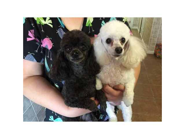 Toy poodle puppies - Non shedding Hypoallergenic in Los Angeles, California - Puppies for Sale ...